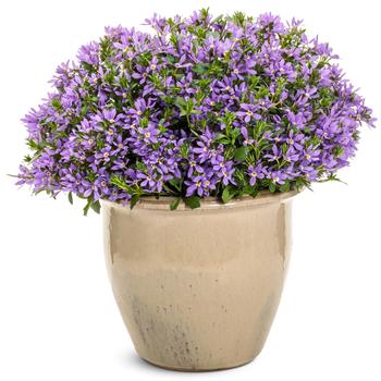 Scaevola Stardiva™ '' (272289)