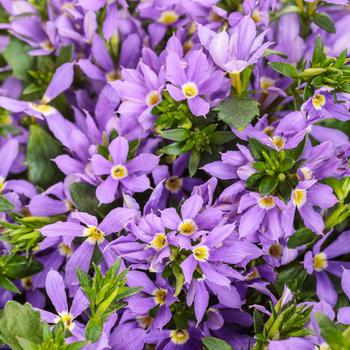 Scaevola Stardiva™ '' (272290)