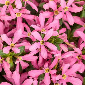 Scaevola Stardiva™ '' (272291)