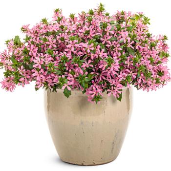 Scaevola Stardiva™ '' (272292)