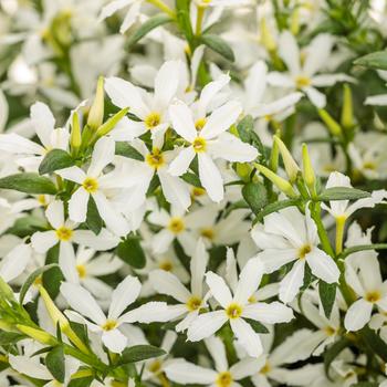 Scaevola Stardiva™ '' (272294)