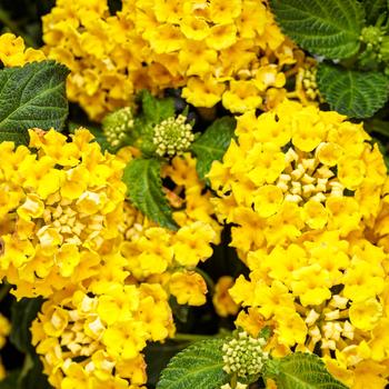 Lantana camara Luscious® 'Citron™' (272295)