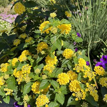 Lantana camara Luscious® 'Citron™' (272297)