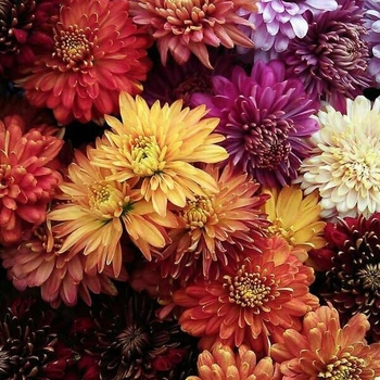 Chrysanthemum grandiflorum