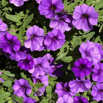 Calibrachoa Superbells® '' (272331)