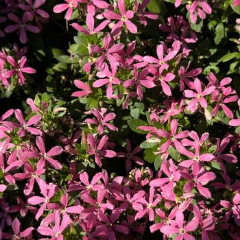 Scaevola Stardiva™ '' (272332)