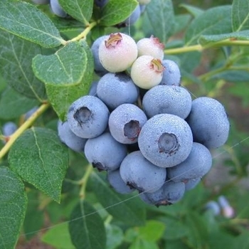 Vaccinium ashei 'Brightwell' 