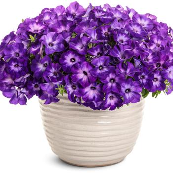 Petunia Supertunia Tiara® '' (272334)