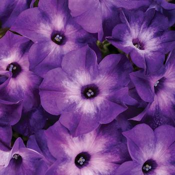 Petunia Supertunia Tiara® '' (272335)