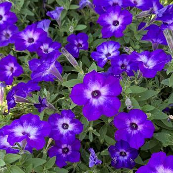 Petunia Supertunia Tiara® '' (272336)