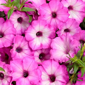 Petunia 'PEHY0083' PPAF, Can PBRAF