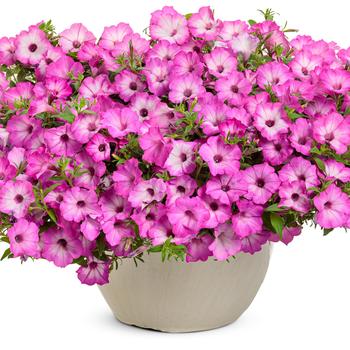 Petunia Supertunia Tiara® '' (272338)