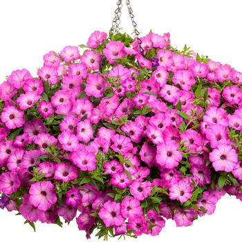 Petunia Supertunia Tiara® '' (272339)