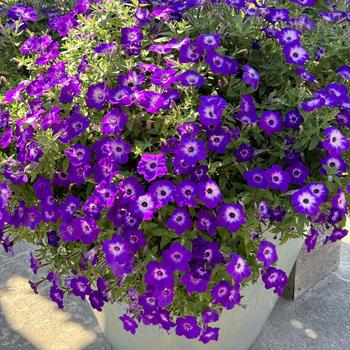 Petunia Supertunia Tiara® '' (272340)