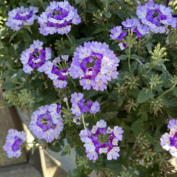 Verbena Superbena Sparkling® '' (272344)