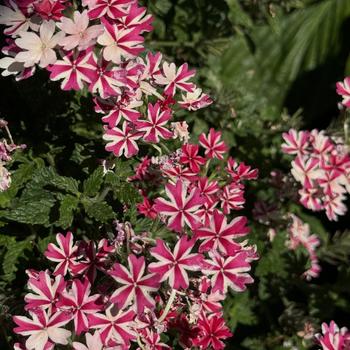 Verbena Superbena® '' (272347)