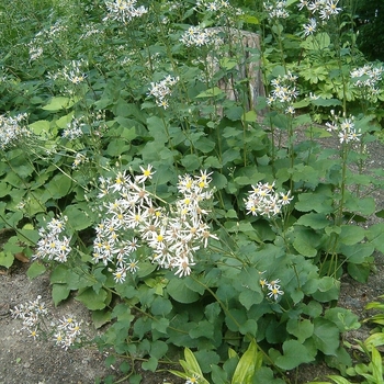 Eurybia macrophylla