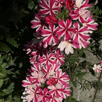 Verbena Superbena® '' (272352)