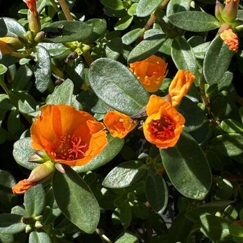 Portulaca umbraticola Mojave® '' (272354)