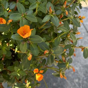 Portulaca umbraticola Mojave® '' (272355)