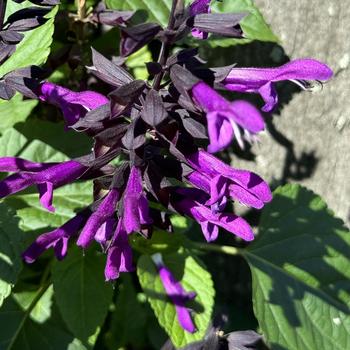 Salvia 'BBSAL09001' PP30206, Can PBRAF