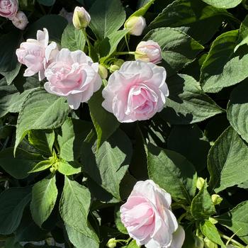 Impatiens walleriana Rockapulco® 'Appleblossom' (272360)