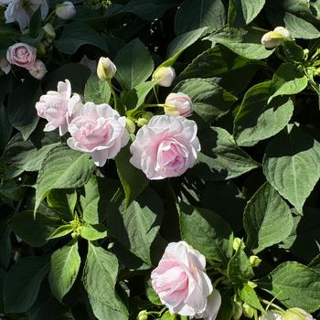 Impatiens walleriana Rockapulco® 'Appleblossom' (272361)