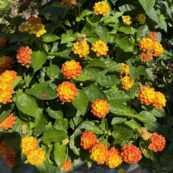 Lantana camara Luscious® 'Basket Tangelo™' (272368)