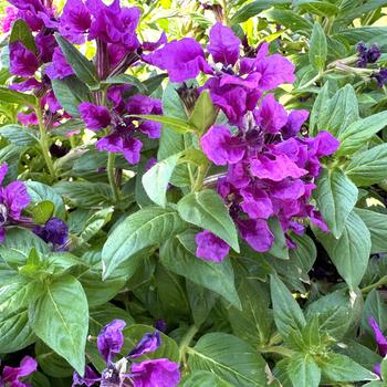 Cuphea procumbens Totally Tempted™ 'Vivid Violet' (272369)