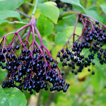 Sambucus racemosa