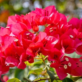 Bougainvillea 'James Walker' 