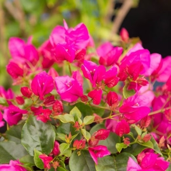 Bougainvillea 'La Jolla' 