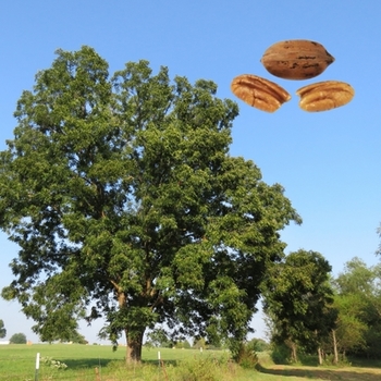 Carya illinoinensis 'Pawnee' 