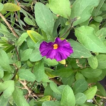 Solanum rantonnetii 'Royal Robe' 