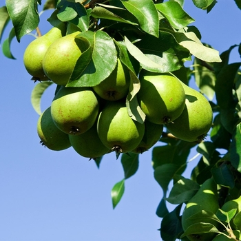 Pyrus communis 'Red D'Anjou' 