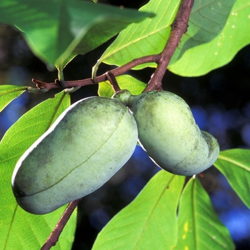 Asimina triloba 'Overleese' 