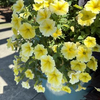 Petunia Supertunia® 'Saffron Finch' (272418)