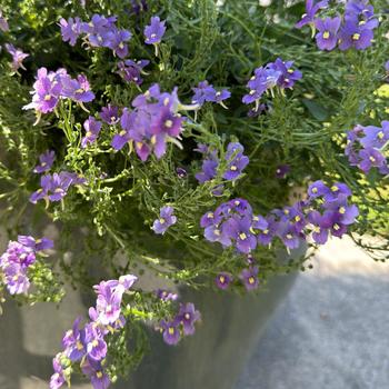 Nemesia fruticans 'Kernembird' PPAF