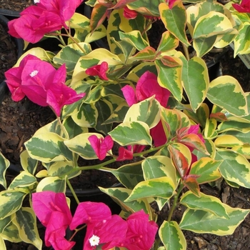 Bougainvillea 'Raspberry Ice' 