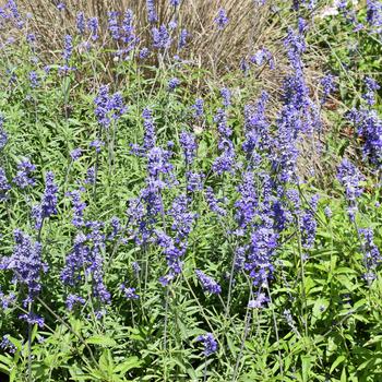 Salvia farinacea