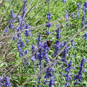 Salvia farinacea '' (272427)