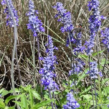 Salvia farinacea '' (272429)