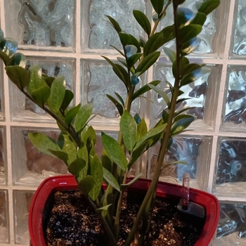 Zamioculcas zamiifolia