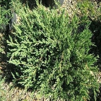 Juniperus chinensis var. sargentii 'Viridis' 