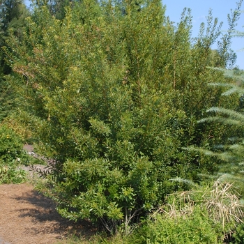 Myrica cerifera 'Strawberry Shortcake' 