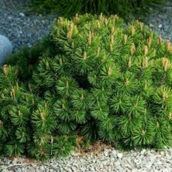 Pinus mugo var. pumilio