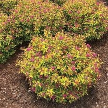 Spiraea japonica 'Matgold' PP28876, CPBR5634