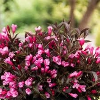 Weigela 'Spring2' PPAF CPBRAF