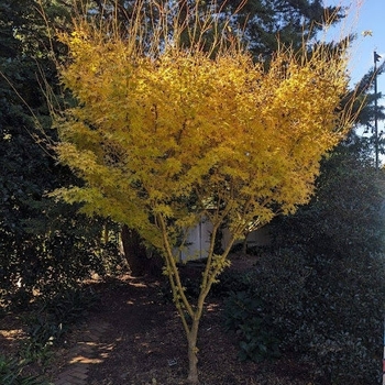 Acer palmatum 'Bihou' 