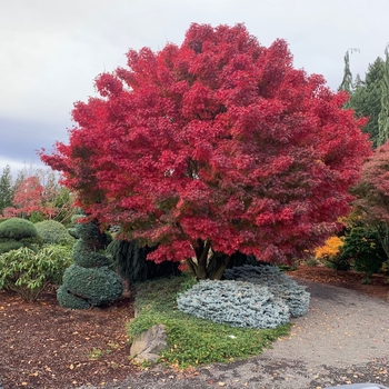 Acer palmatum 'Tobiosho' 